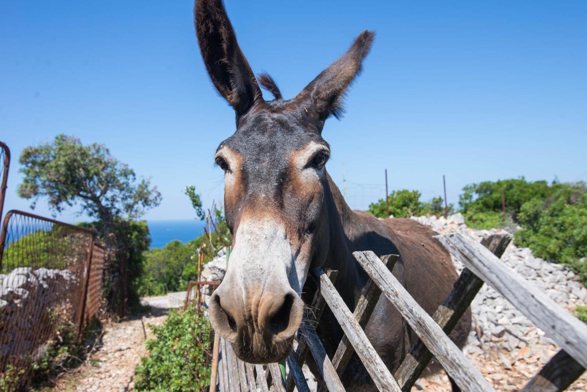 Apartmán App Bonic Veli Lošinj Exteriér fotografie