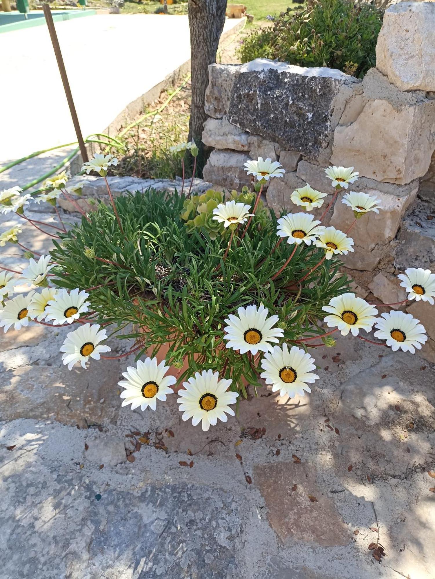 Apartmán App Bonic Veli Lošinj Exteriér fotografie